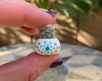 Micro Mini Thimble Cactus - Etsy
