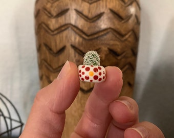Micro Mini Thimble Cactus - Etsy