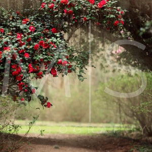 Peut inclure: Un chemin à travers une forêt avec des fleurs de camélia rouges en fleurs sur un arbre. Le chemin est recouvert de pétales tombés.