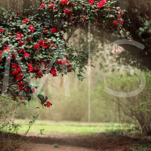 Secret Garden Spring Azalea Single Image- Digital Background/Backdrop for Photographer Composites