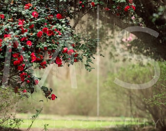 May include: A path through a forest with red camellia flowers blooming on a tree. The path is covered in fallen petals.
