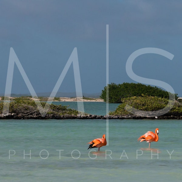 Flamingos in Bonaire Lagoon Digital Background/Backdrop for Photographer Composites- 3 Images