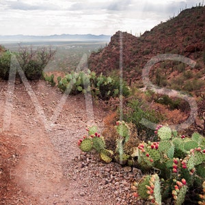 May include: A dirt path winds through a desert landscape with prickly pear cactus plants in the foreground and a mountain range in the background.
