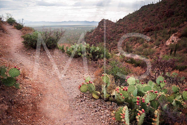 May include: A dirt path winds through a desert landscape with prickly pear cactus plants in the foreground and a mountain range in the background.