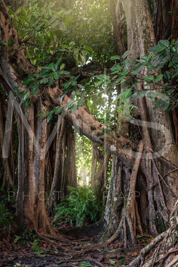 Mystical Banyan Tree Glen 1 Digital Background/backdrop for - Etsy