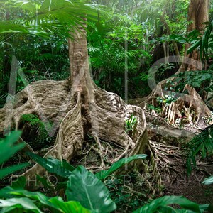 Może przedstawiać: Zbliżenie na duże, sękate korzenie drzewa w bujnym, tropikalnym lesie. Korzenie są grube i rozprzestrzeniają się, tworząc sieć skomplikowanych wzorów. Otaczająca roślinność jest zielona i żywa, tworząc poczucie tajemnicy i zdumienia.