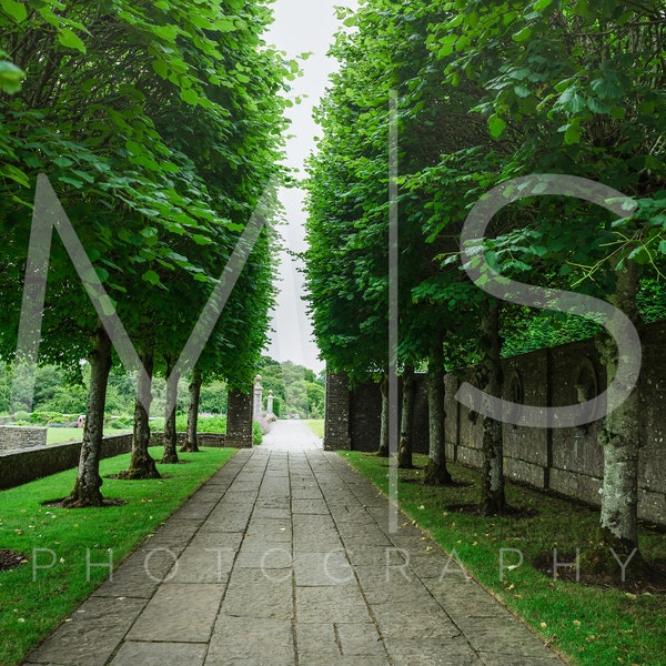 Tree-Lined Stone Promenade- Digital Background/Backdrop for Photographer Composites