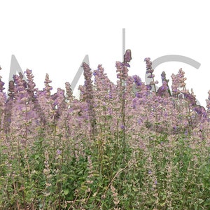 Transparent Lavender Flowers Field Digital Overlay Flowers Lavender Transparent Photographer Composites PNG Lavender Flowers Garden Field