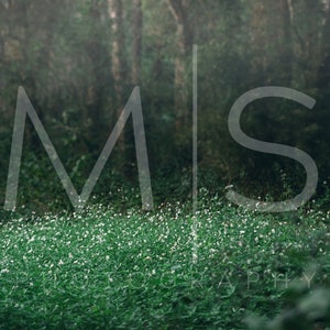 May include: A misty forest scene with a field of white wildflowers in the foreground. The trees are out of focus and the light is soft and diffused.
