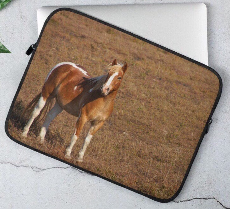May include: A brown and white horse with a white blaze on its face stands in a field of brown grass. The horse is looking at the camera.