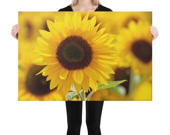 SUNFLOWER CANVAS PHOTOGRAPH - Sunflower Field Canvas Wall Hanging, Sunflower Garden Wall Decor, Floral Picture, Sunflower Photograph, Flower