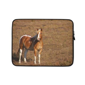 May include: A brown and white horse with a white blaze on its face stands in a field of dry grass.