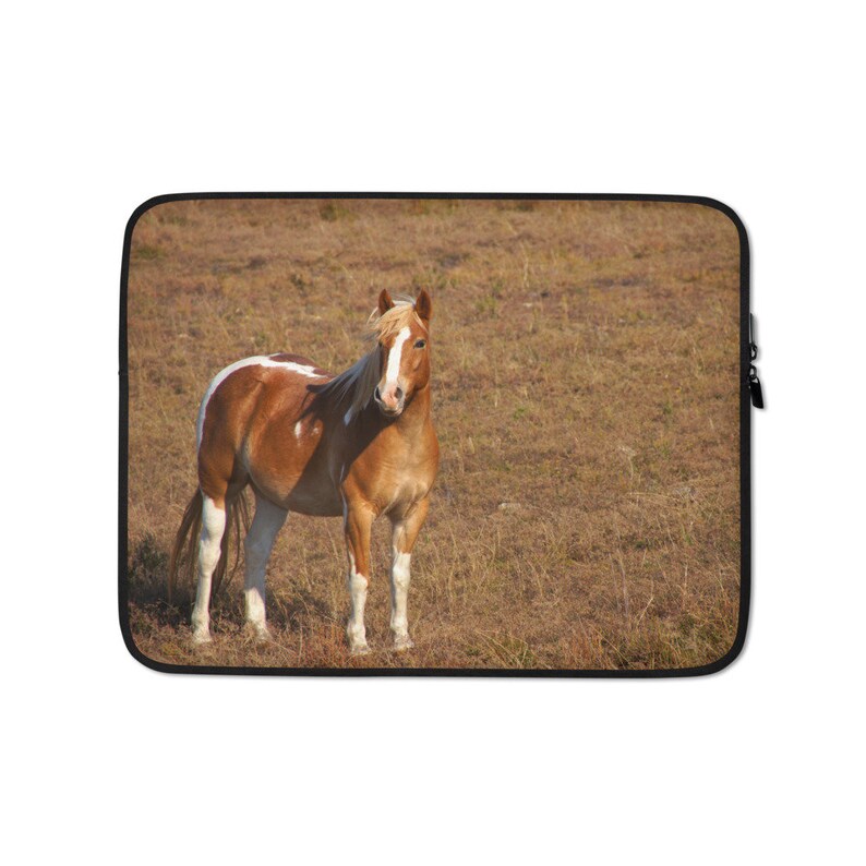 May include: A brown and white horse with a white blaze on its face stands in a field of dry grass.