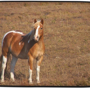 May include: A brown and white horse with a white blaze on its face stands in a field of brown grass.