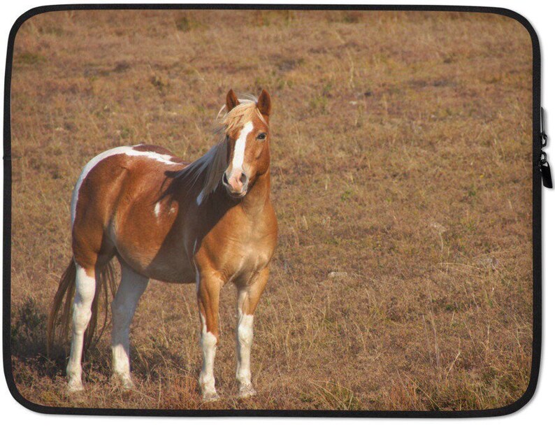 May include: A brown and white horse with a white blaze on its face stands in a field of brown grass.