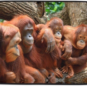 Könnte beinhalten: Vier Orang-Utans mit rotbraunem Fell sitzen auf einem Baumstamm. Sie schauen in die Kamera. Die Orang-Utans befinden sich in einer natürlichen Umgebung.