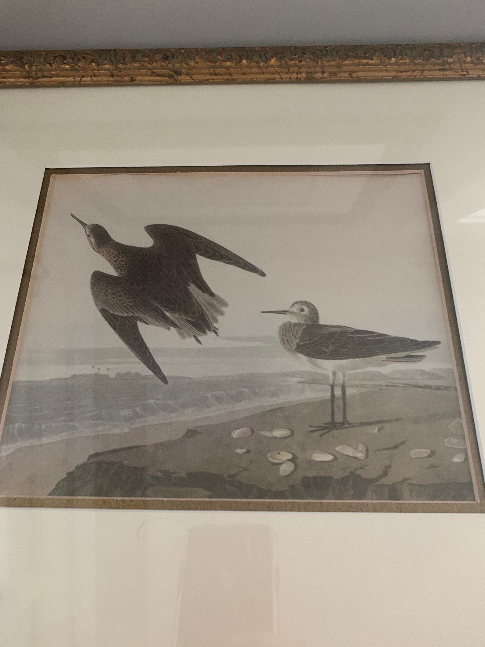 Set of 2 Antique Vintage Coastal Bird Prints Custom Framed Etsy