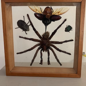 Vintage Framed Specimen Curiosity Large Insect Beetles Spider Tarantula Preserved