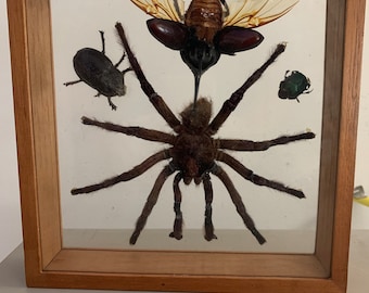 Vintage Framed Specimen Curiosity Large Insect Beetles Spider Tarantula Preserved