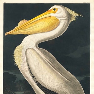 May include: A white pelican with a yellow beak and black wing feathers stands on a brown surface. The background is dark blue with a small body of water and trees.