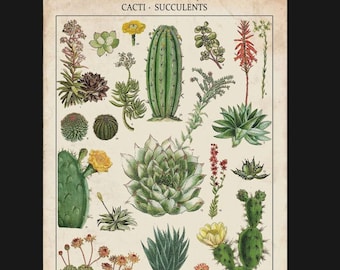 May include: A vintage botanical illustration featuring a variety of cacti and succulents. The image is labeled "Cacti - Succulents" and includes the scientific names of each plant.