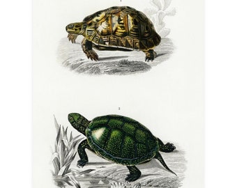 Vintage Tortoise and Turtle Print, Tortoise Print, Vintage Print, Turtle Print