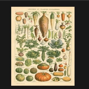 May include: A vintage botanical illustration showcasing a selection of vegetables and garden plants. The image features a diverse range of produce, including carrots, onions, garlic, cabbage, and pumpkins. The illustration is labelled "Légumes et Plantes Potagères" in French, which translates to "Vegetables and Garden Plants".