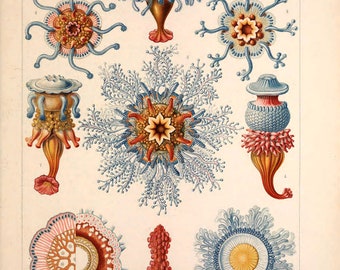 Vintage Ernst Haeckel Marine Print, Marine Print, Ernst Haeckel Print, Nature Print