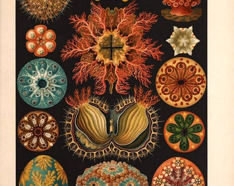 Vintage Ernst Haeckel Marine Print, Marine Print, Ernst Haeckel Print, Nature Print