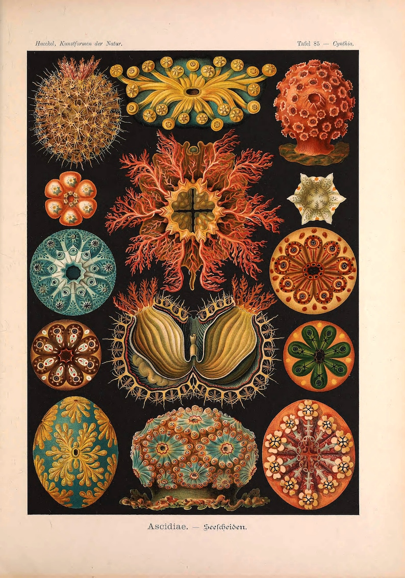 Vintage Ernst Haeckel Marine Print, Marine Print, Ernst Haeckel Print, Nature Print image 1