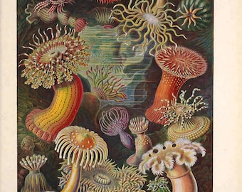 Vintage Ernst Haeckel Marine Print, Marine Print, Ernst Haeckel Print, Nature Print
