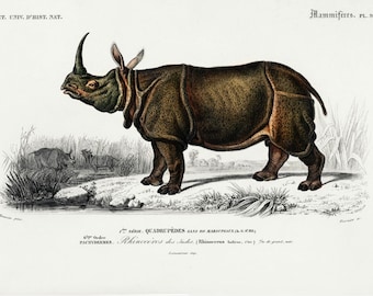 May include: A vintage illustration of a rhinoceros, a large mammal with a single horn on its snout. The rhinoceros is depicted in a natural setting, standing on a grassy patch with tall reeds in the background. The illustration is in black and white with hand-painted details in brown, green, and yellow.