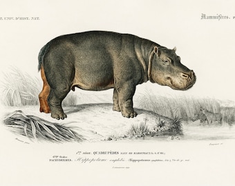 May include: An antique illustration of a hippopotamus, showcasing the animal in a side profile. The artwork features detailed shading and color, with the hippo standing near water and vegetation. The image includes text in French.