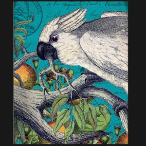 Könnte beinhalten: Ein weißer Kakadu mit schwarzen Augen und einem schwarzen Schnabel sitzt auf einem Ast mit grünen Blättern und braunen Früchten. Der Kakadu blickt nach links und hat einen Federkamm auf dem Kopf. Der Hintergrund ist ein blaues und weißes Muster mit Text.