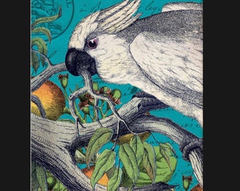 Vintage Cockatoo Print, Bird Print, Cockatoo Print, Nature Print