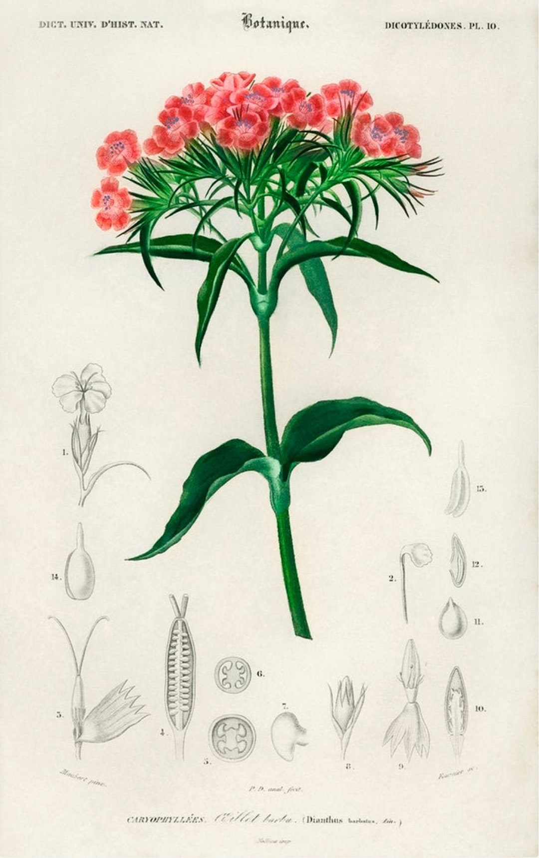 sweetwilliam ArteFrasco 唾奇、anpyo il_1080xN.3169827861_7w6j.jpg