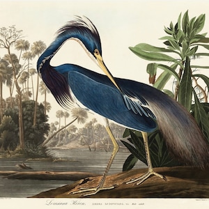 May include: A detailed illustration of a Louisiana Heron, a blue and gray bird with a long neck and beak, standing on a log in a swampy environment. The bird is depicted in a natural setting with palm trees and lush foliage. The illustration is titled "Louisiana Heron" and includes the scientific name "Ardea Ludoviciana".