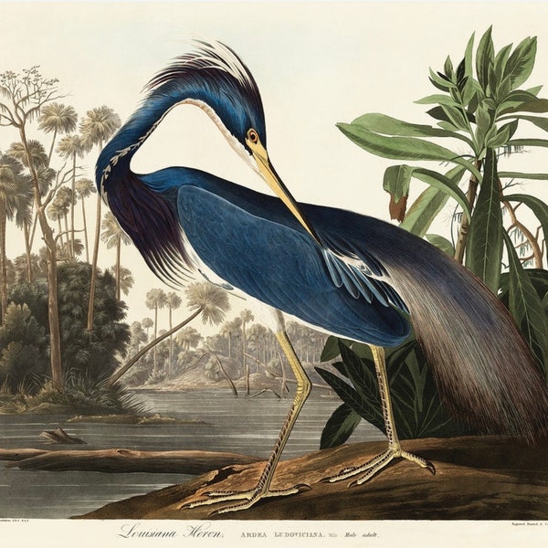 Vintage Louisiana Heron Print, Heron Print, Vintage Print, Nature Print, Bird Print