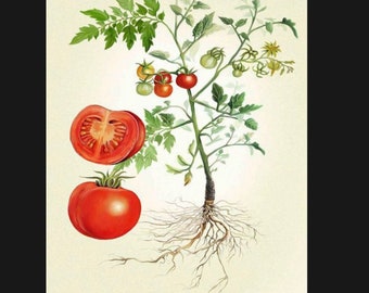 May include: A watercolor illustration of a tomato plant with red tomatoes and green leaves. The plant has a thick root system and is growing in a pot.