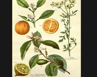 May include: A botanical illustration featuring three plants: a lemon tree with green leaves, white flowers, and yellow fruit, an orange tree with green leaves, white flowers, and orange fruit, and a rue plant with green leaves and yellow flowers. The illustration is labeled with the scientific names of the plants in German.