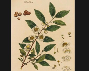 Vintage Kamelien Druck, Botanischer Druck, Vintage Druck, Natur Druck