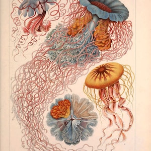 May include: A vintage illustration of three jellyfish, with intricate details of their tentacles and bell shapes. The jellyfish are depicted in shades of blue, pink, orange, and yellow against a white background. The text "Discomedusae - Scheibenquallen" is printed below the image.