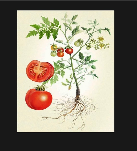 最終値下げ Vintage Botanicals Tomato Illustration Sign, Kitchen Sign クラフト・布製品