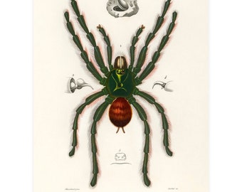 Vintage Tarantula Print, Spider Print, Vintage Print, Insect Print