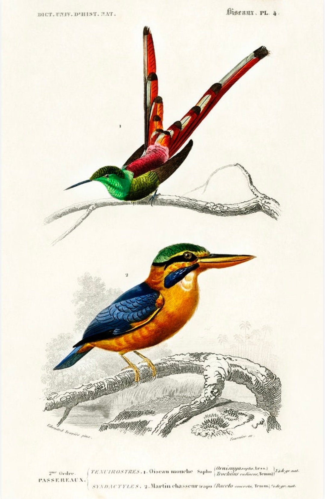 Vintage Kingfisher and Hummingbird Print, Kingfisher Print