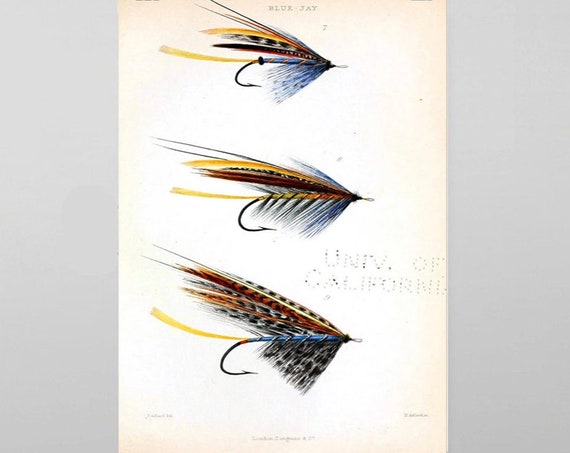 Vintage Fishing Flies Print, Fishing Print, Vintage Print, Flies Print