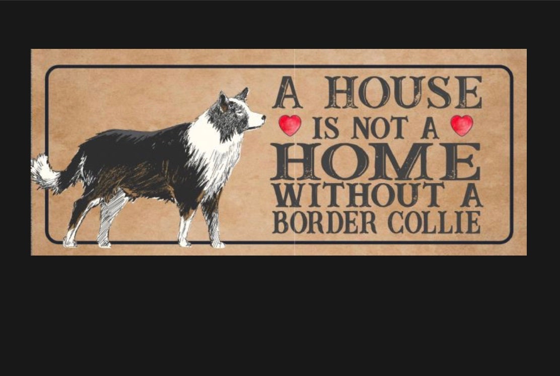 Dog Rescue Border Collie Needs New Home Border Collies In Need Of