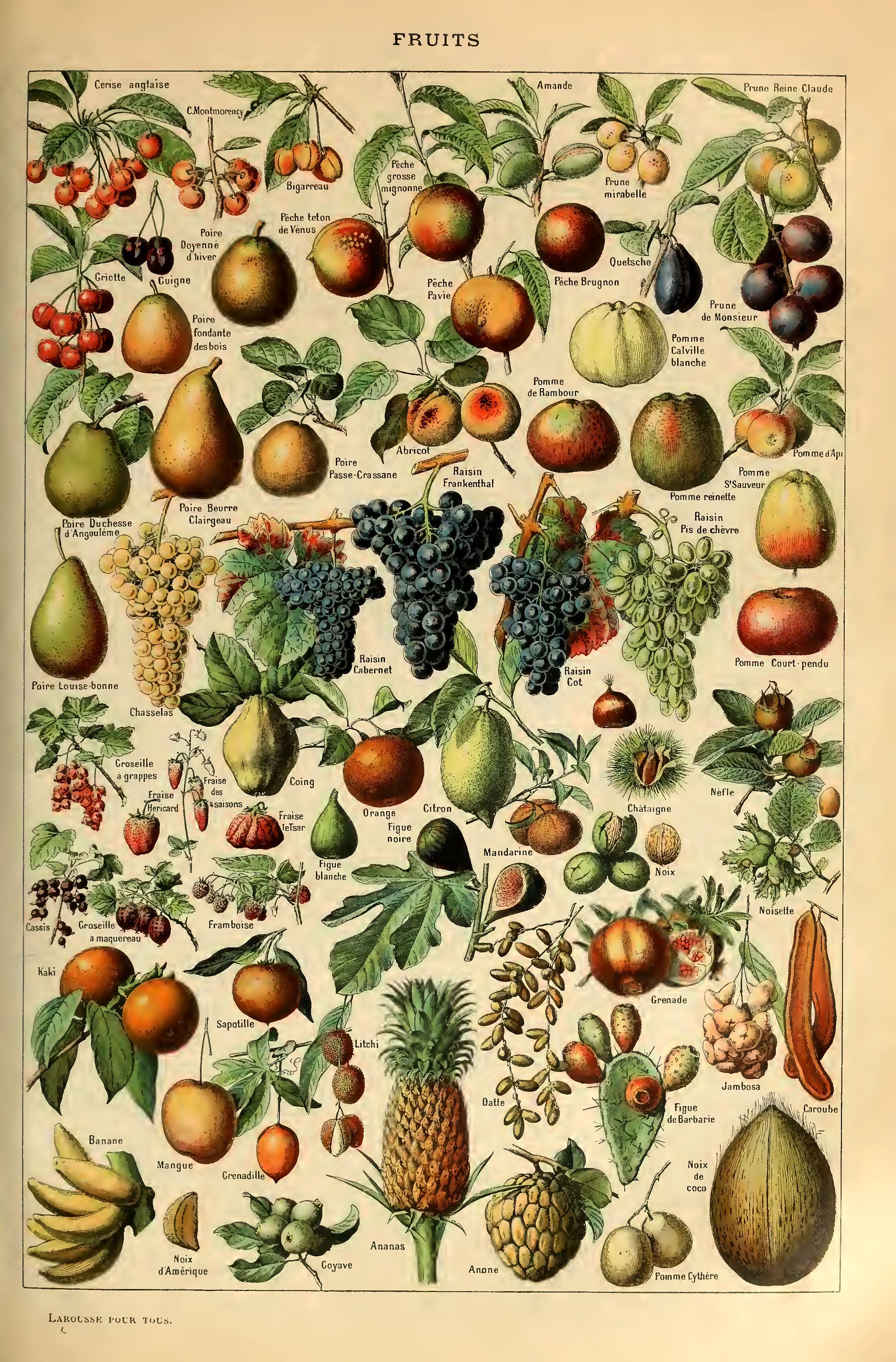 Vintage Fruit Chart Print Fruit Print Vintage Print Nature Etsy UK