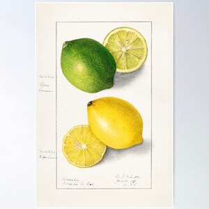 Peut inclure: Une illustration botanique vintage d'un citron vert et d'un citron. Le citron vert est vert et le citron est jaune. L'illustration est sur un fond crème avec du texte manuscrit qui lit "No. 42.51 Green Lemon" et "No. 42.51.1 Ripening Lemon".