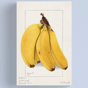 Peut inclure: Une peinture à l'aquarelle d'une grappe de bananes jaunes. La peinture est intitulée "Injerto" et signée par J. a. Mc. Dowell, Mexico City, Mexique et E. J. Schutt.